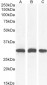 Goat Anti-NQO1 Antibody